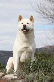 AKITA AMERICAIN 414